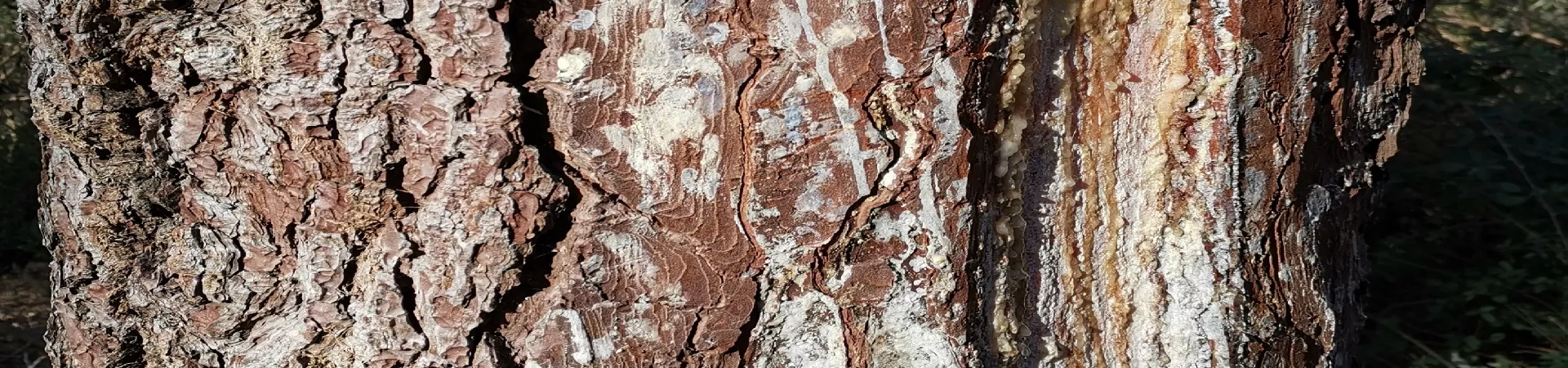 Top France Guide banner